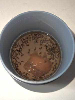 Fly Trap new, effective insect catcher