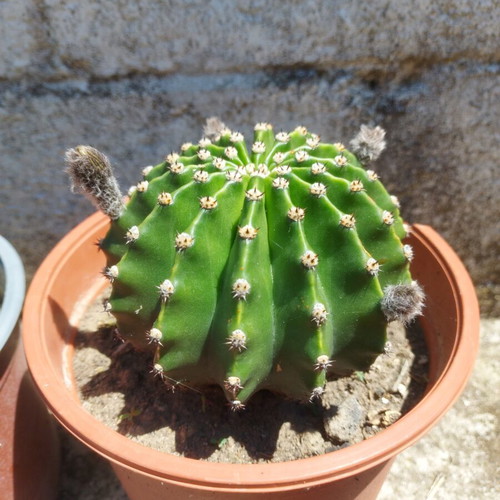 Echinopsis cactus like new, 15×15 cm