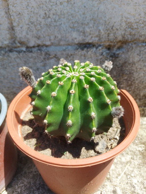 Echinopsis cactus like new, 15×15 cm