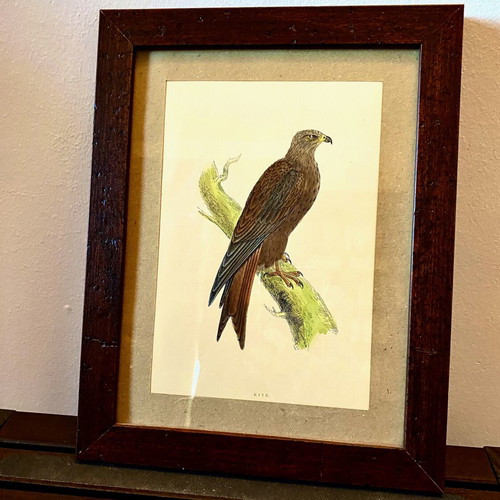 Engraving from England like new with kite theme