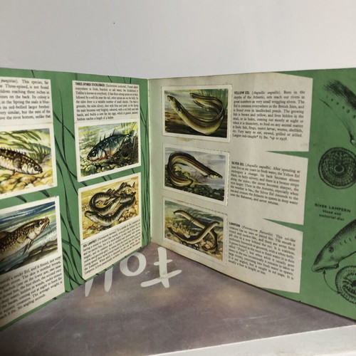 Vintage Brooke Bond Tea cards Freshwater Fish complete set used
