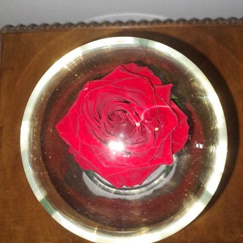 Eternal red rose new, preserved for years