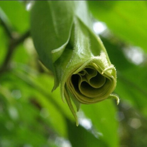 Brugmansia Datura flower seeds mix, 25 pack