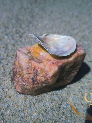 Stone and shell construction new, ring or earring holder
