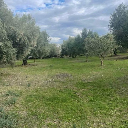 Olive Grove Land 10,000 m² with 119 Healthy Trees in Aetolia-Acarnania