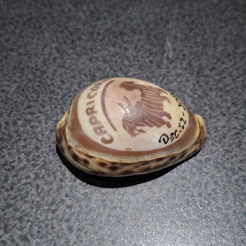 Vintage Cypraea Tigris shell with Capricorn zodiac engraving, used