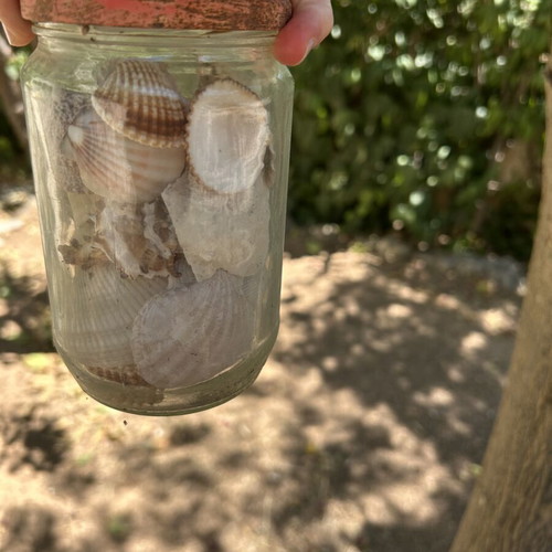 Seashells like new
