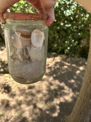 Seashells like new