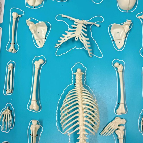 Human anatomy educational toy vintage new by Serima