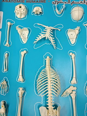 Human anatomy educational toy vintage new by Serima