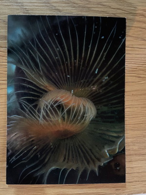 Postcard new with Speirografos marine life theme