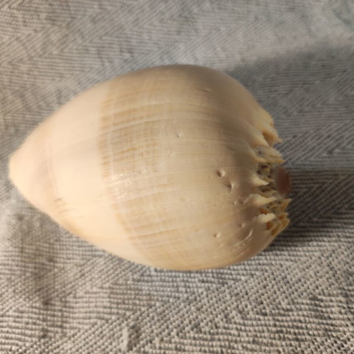 Volutidae (Melon) shell like new, 17x11x9cm