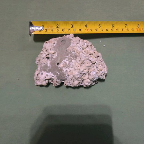 Decorative flat stone new, ready for painting 1 pc