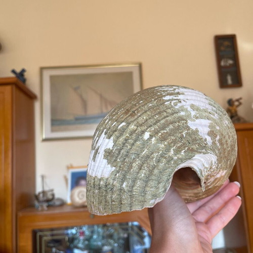 Large seashell used, natural from the sea