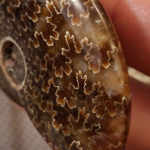 Ammonite pendant necklace, polished, adjustable string, 6cm