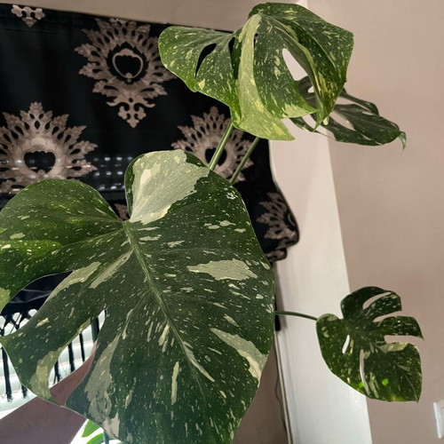 Monstera Thai Constellation rare Greek plant adapted to Greece