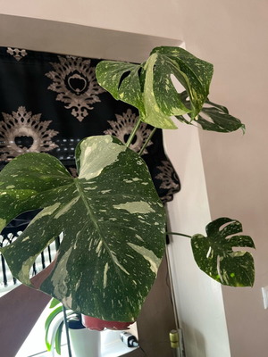 Monstera Thai Constellation σπάνιο ελληνικό φυτό προσαρμοσμένο στην Ελλάδα