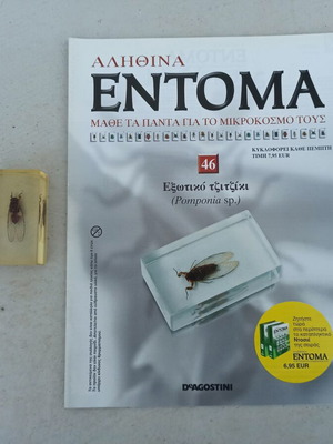 Exotic Cicada from Deagostini True Insects series like new with book and label