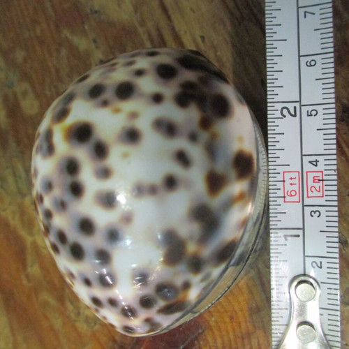 Handmade Cowrie & Abalone box like new