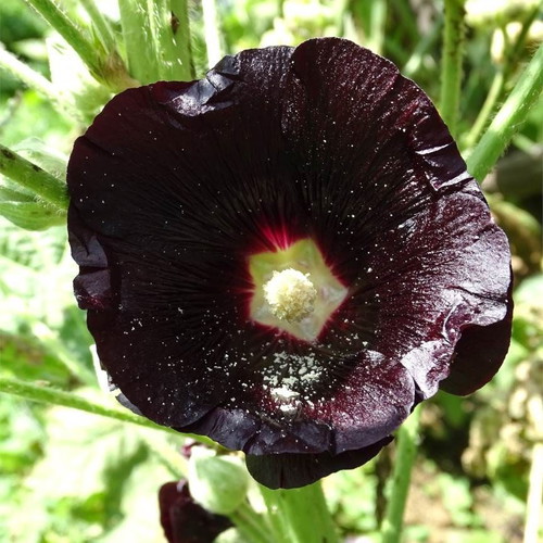 Rosea Nigra Hollyhock black flower seeds, pack of 20