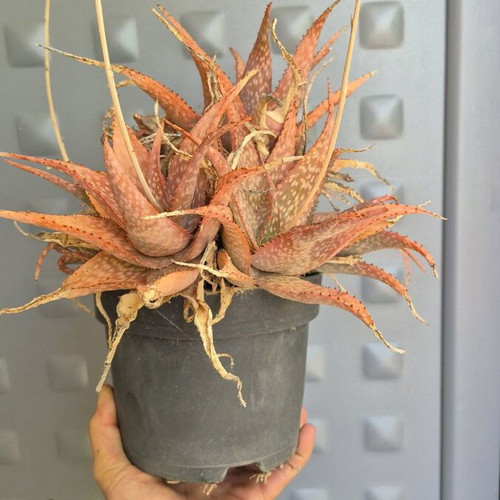 Aloe sp. hybrid new, old flowering plant