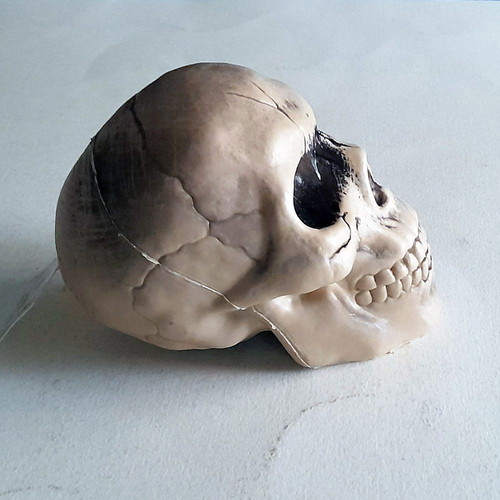 Decorative skull new, plastic