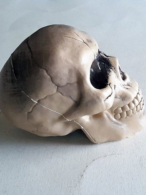 Decorative skull new, plastic