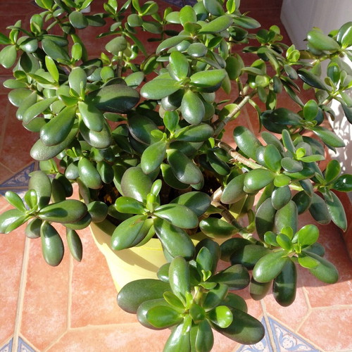 Crassula plant new for indoor and outdoor with pot