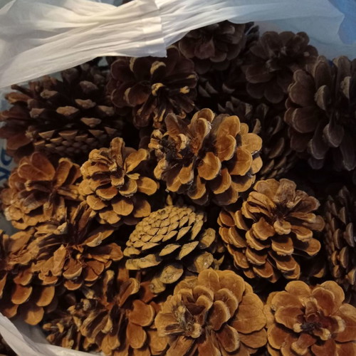 Pine cones for decoration and crafts new
