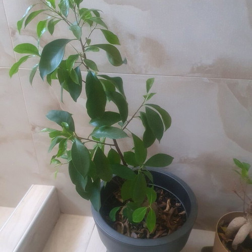 Bonsai indoor plant new