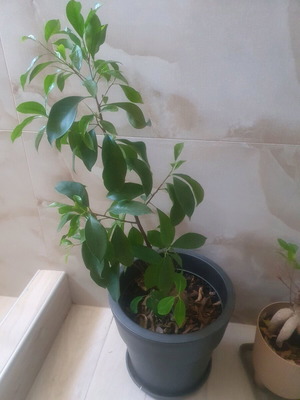 Bonsai indoor plant new