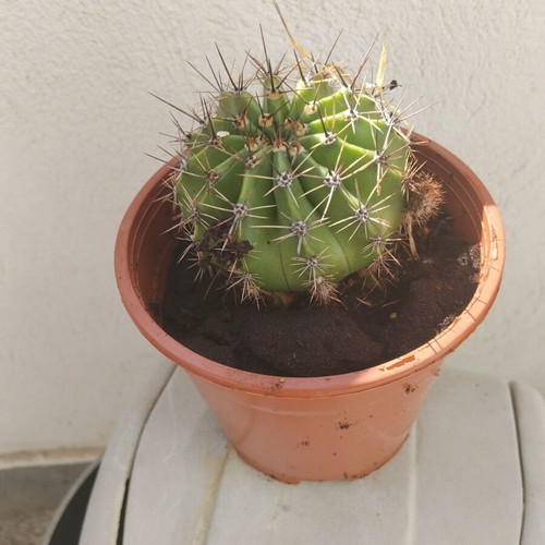 Echinopsis cactus large, like new, in plastic pot