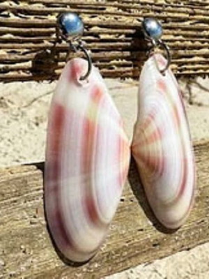 Pink Tellina Seashells for Crafts and Jewelry, set of 7, new