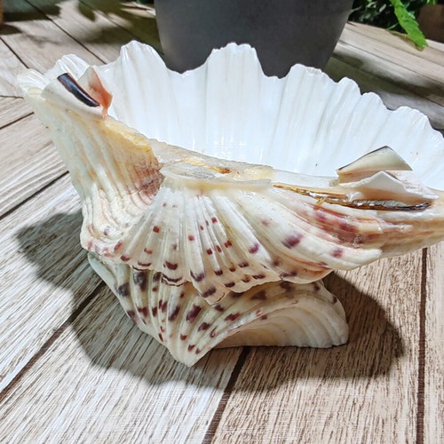 Vintage natural ocean shell bowl, royal design