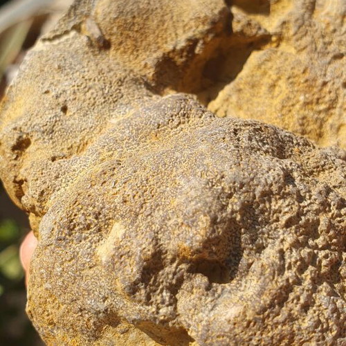 Fossilized Sponge from Thebes 11cm Cretaceous Period new