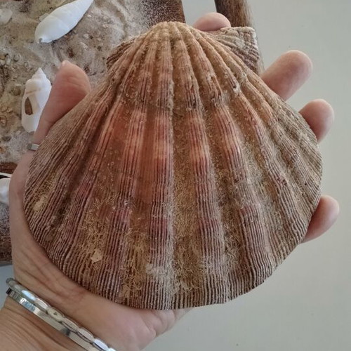 Lion's Paw Natural Seashell like new