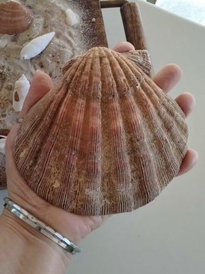 Lion's Paw Natural Seashell like new