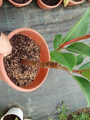 Ficus in pot new