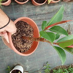 Ficus in pot new