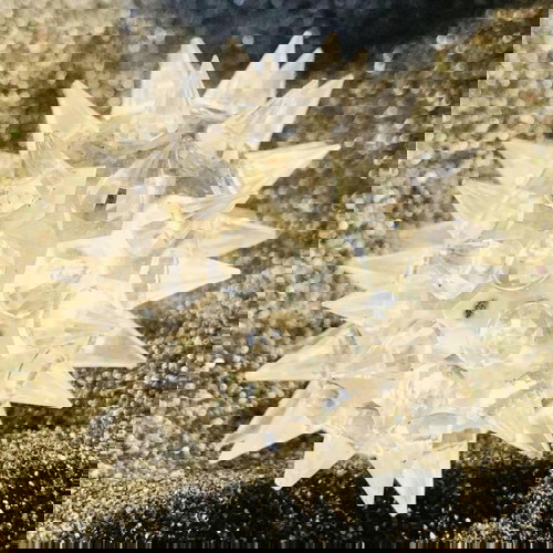 Swarovski Διακοσμητική Μινιατούρα Σκατζόχοιρος καινούργια