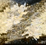 Swarovski Διακοσμητική Μινιατούρα Σκατζόχοιρος