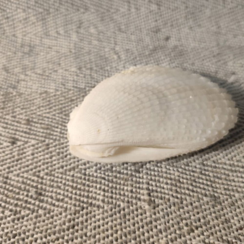 Seashell set like new, 4 pieces including starfish and Angel wings