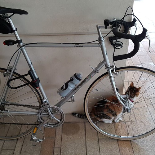 Carraro road bike used, silver, 27 inch, multispeed