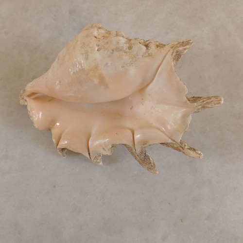 Natural shell used, 24 centimeters long