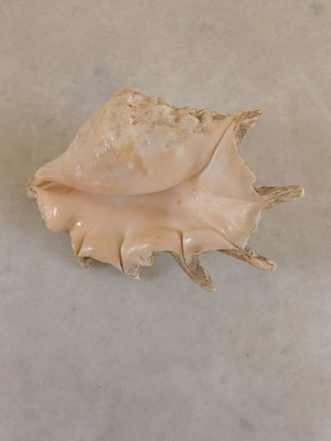 Natural shell used, 24 centimeters long