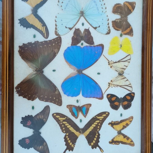Vintage serving tray with butterfly collection used