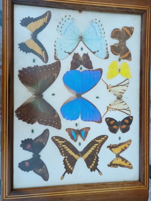 Vintage serving tray with butterfly collection used