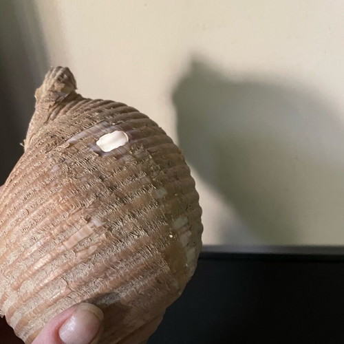 Sea shell Bouhona used, medium size Tonna Galea