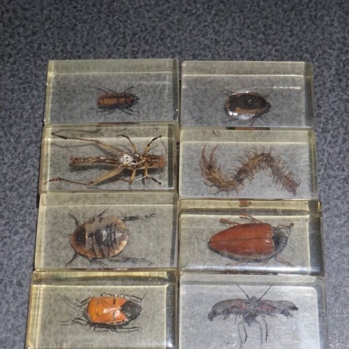 Insect and Arthropod Collection like new, 27 pieces in resin