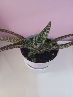 Tiger Variegata Aloe Plant new